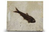 Detailed Fossil Fish (Knightia) - Huge For Species #349233-1